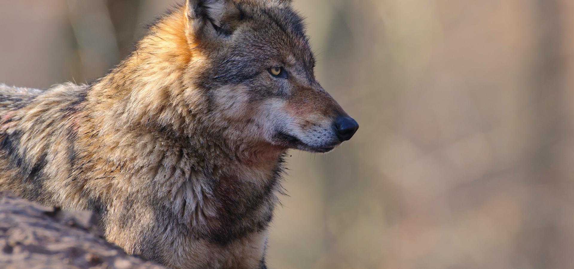 "Wölfe in Schleswig-Holstein" | Deutscher Jagdverband